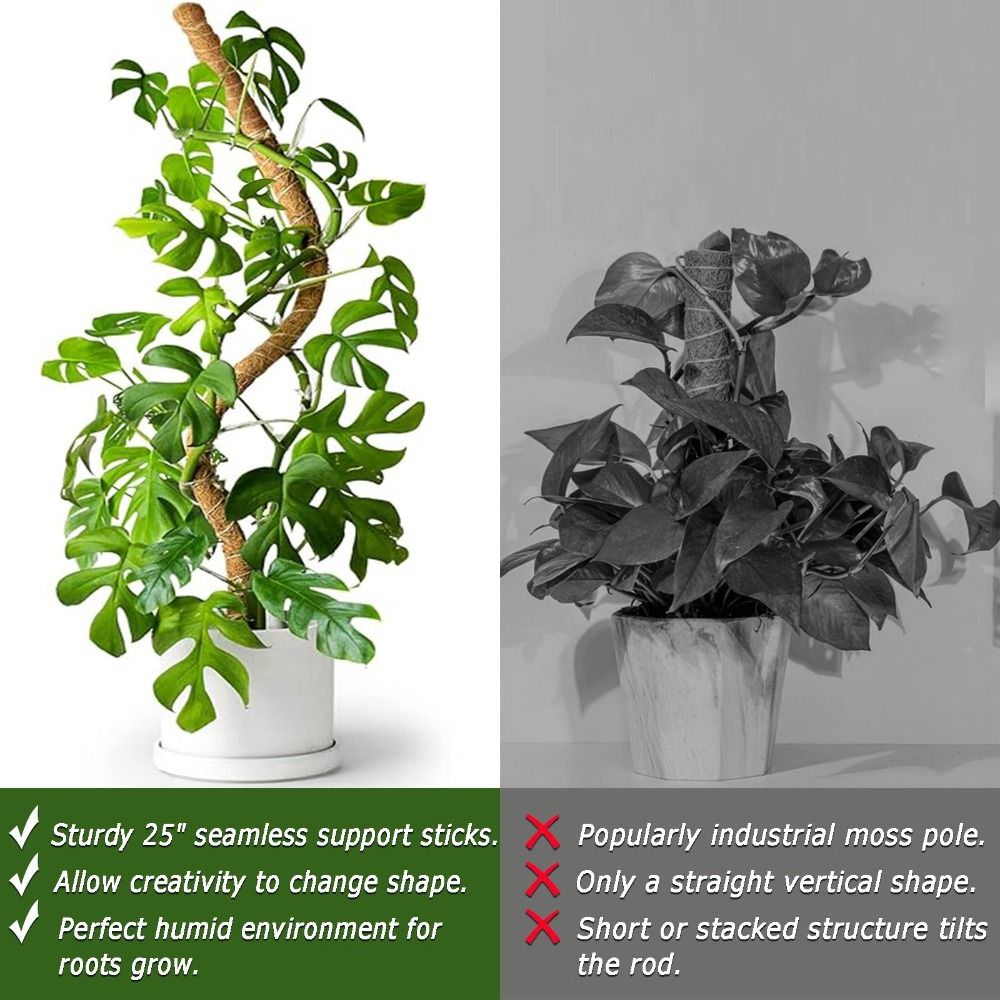 Supporto per Piante Flessibile - Sphagnum Moss Dry recensione e prezzo