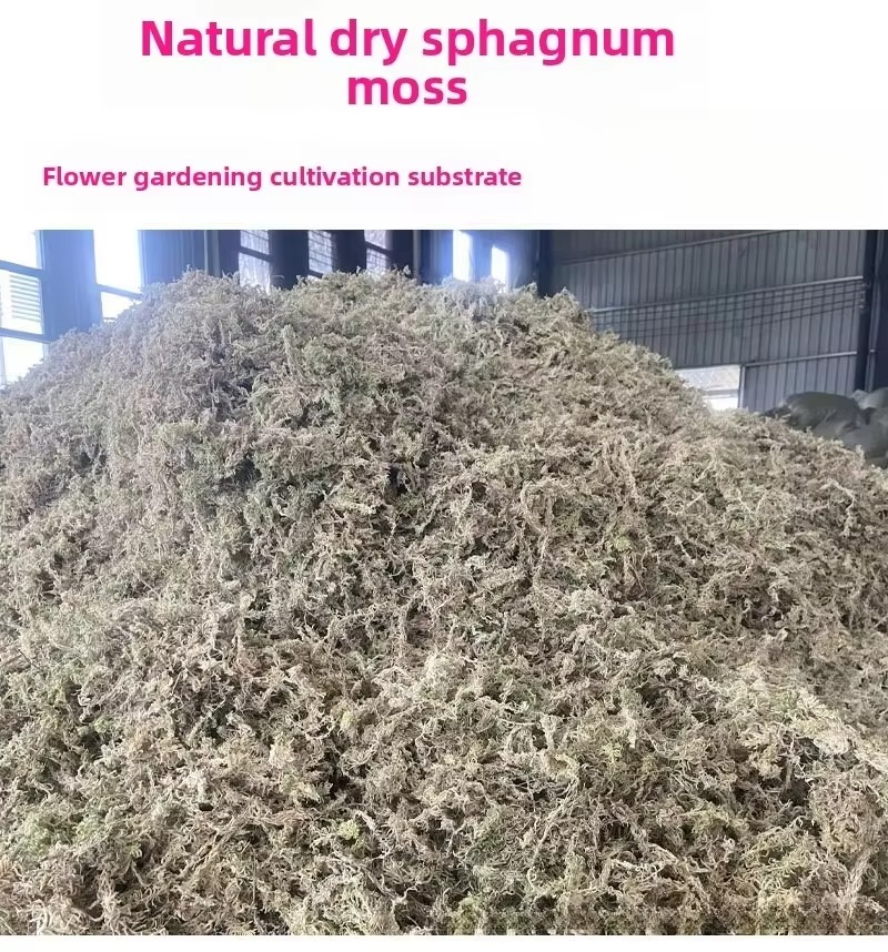 5KG Muschio Sfagno Compresso E - Sphagnum Moss Dry recensione e prezzo