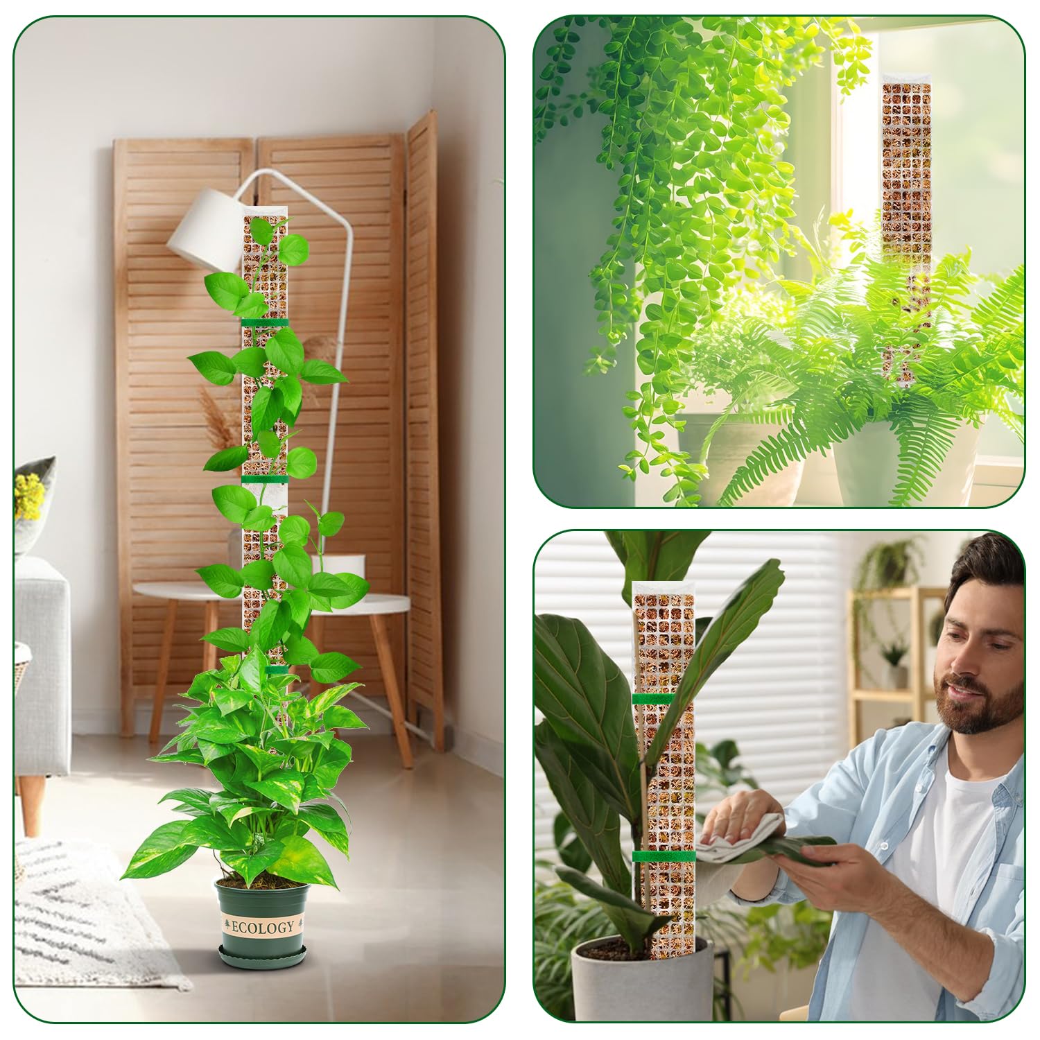 Piante Muschio Palo Soggetto d - Sphagnum Moss Dry recensione e prezzo